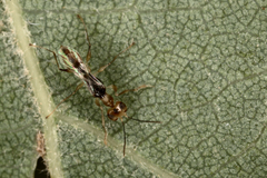 Echthrodelphax