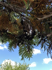 Grevillea robusta