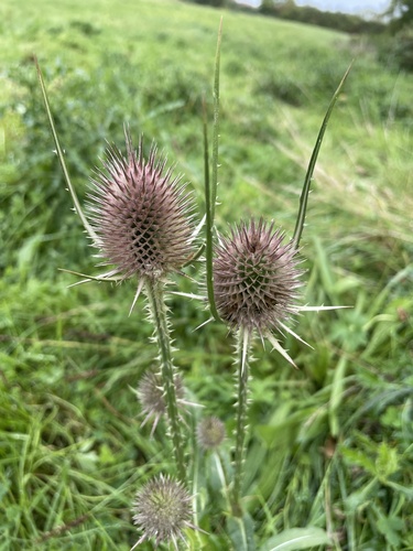 wild teasel
