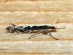 Parectopa albicostella