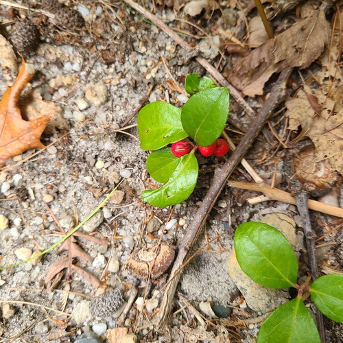 Eastern Teaberry