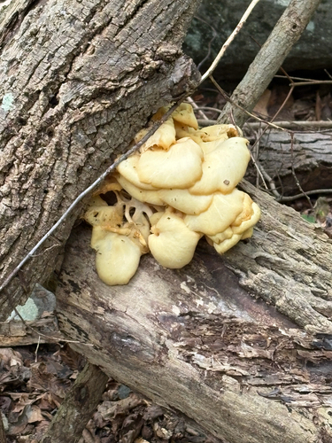 Golden Oyster Mushroom