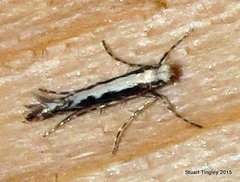 Parectopa albicostella