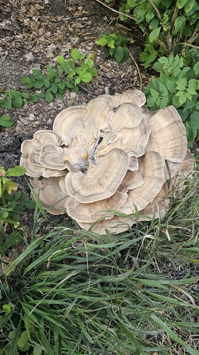 Giant Polypore