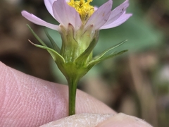 Cosmos parviflorus