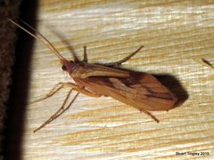 Platycentropus radiatus