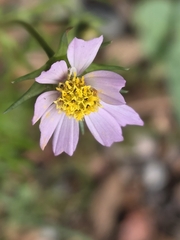 Cosmos parviflorus, photograph author not stated, no rights reserved