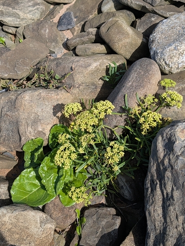 rock samphire
