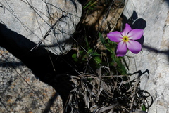 Phlox roemeriana