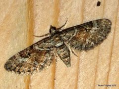 Eupithecia anticaria