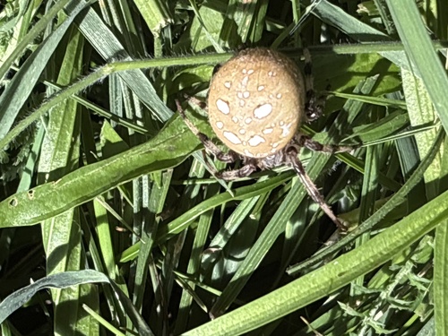 Four-spot Orbweaver