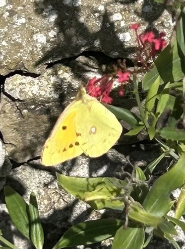 Clouded Yellow