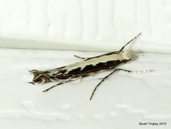 Parectopa albicostella