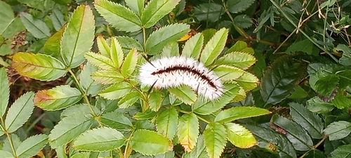 Hickory Tussock Moth