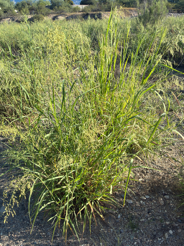 blue panic grass
