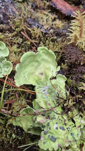 Arctic Kidney Lichen