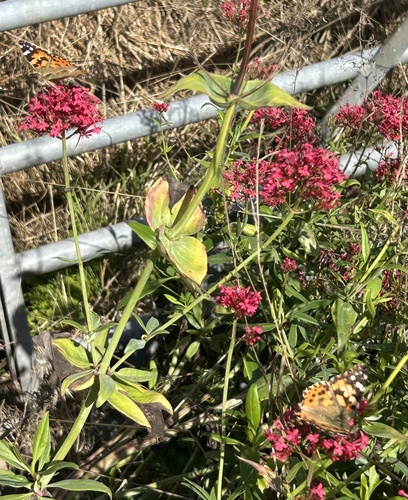 Painted Lady