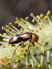 Orsodacnidae