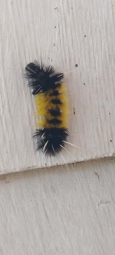 Spotted Tussock Moth