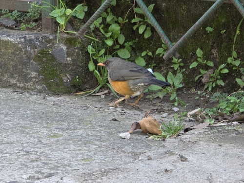 iNaturalist image