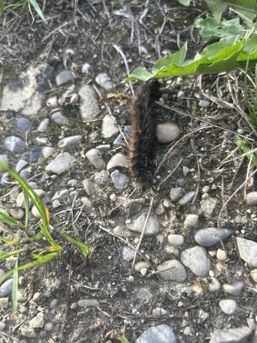 Fox Moth