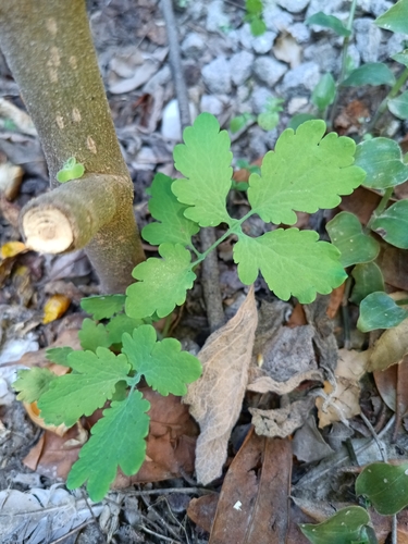 Greater celandine
