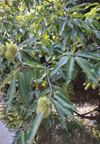 Sweet Chestnut