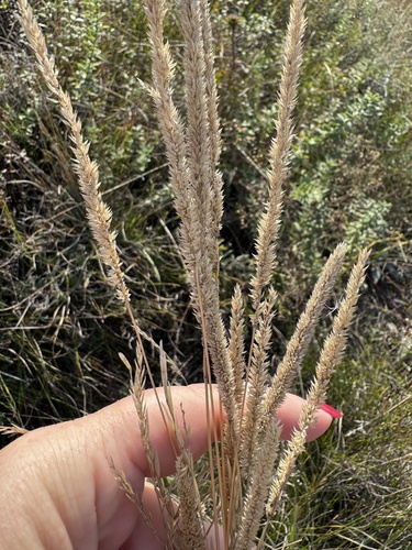 Phleum phleoides observed 2026-09-20
