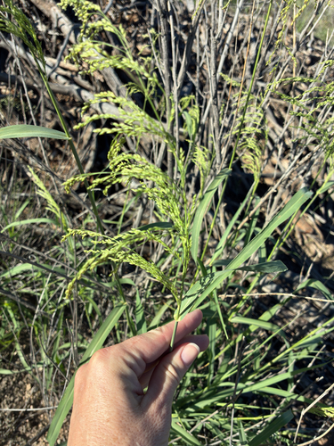 blue panic grass