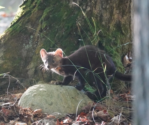 American Marten
