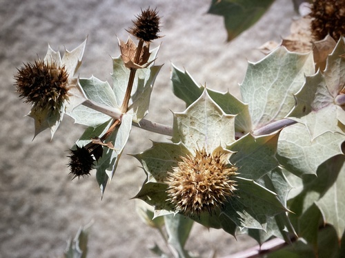 Sea Holly