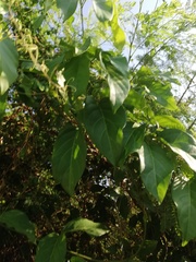 Amphilophium