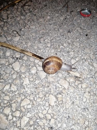 Girdled Snail
