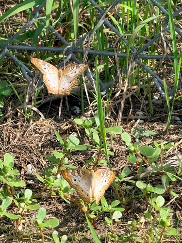 White Peacock