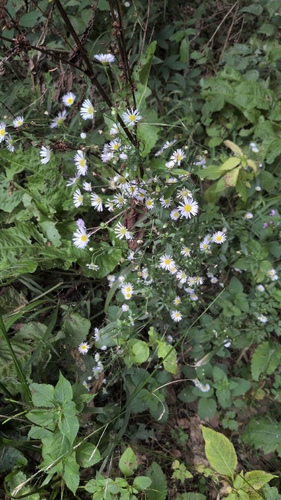 annual fleabane