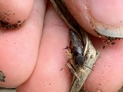 Platydracus cinnamopterus