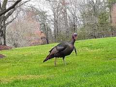 Meleagris gallopavo