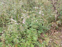 Clinopodium menthifolium, photograph (c) Josep Gesti, some rights reserved (CC BY-SA)