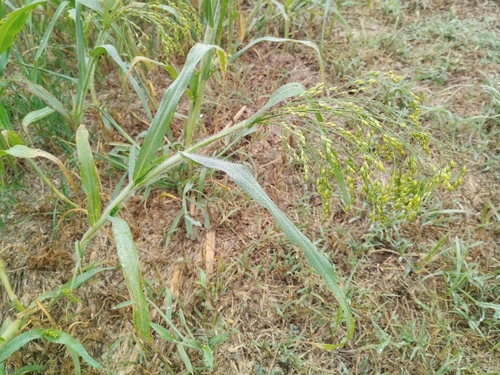 Panicum miliaceum, photograph 3