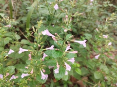 Clinopodium menthifolium, photograph (c) Josep Gesti, some rights reserved (CC BY-SA)