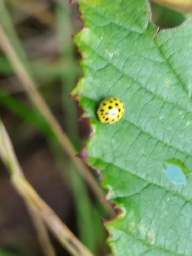 22-spot Ladybird