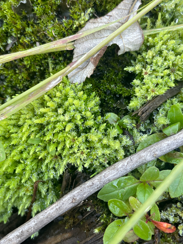 ribbed bog moss