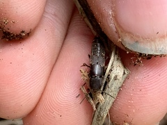 Platydracus cinnamopterus