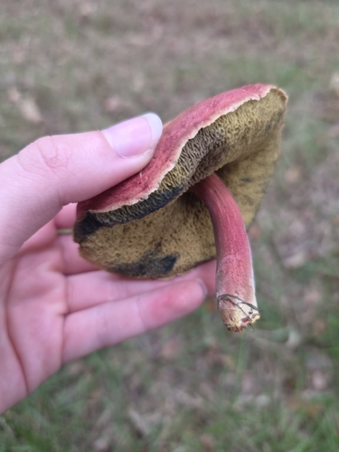 Ruby Bolete