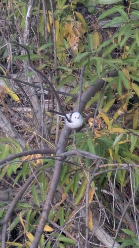 Long-tailed Tit