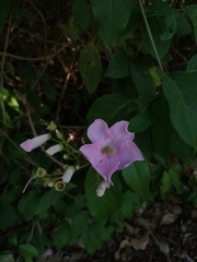 Amphilophium