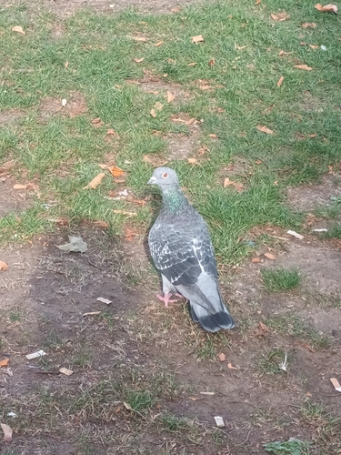 Feral Pigeon
