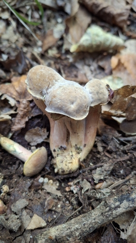 Hortiboletus engelii