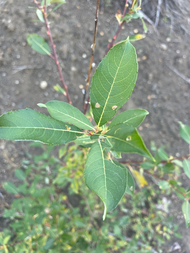 pussy willow