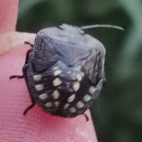 Southern Green Stink Bug
